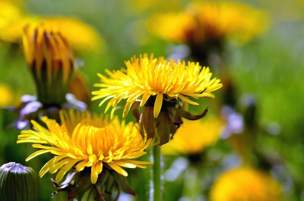 Tisane de Pissenlit bio - Fleurs entières
