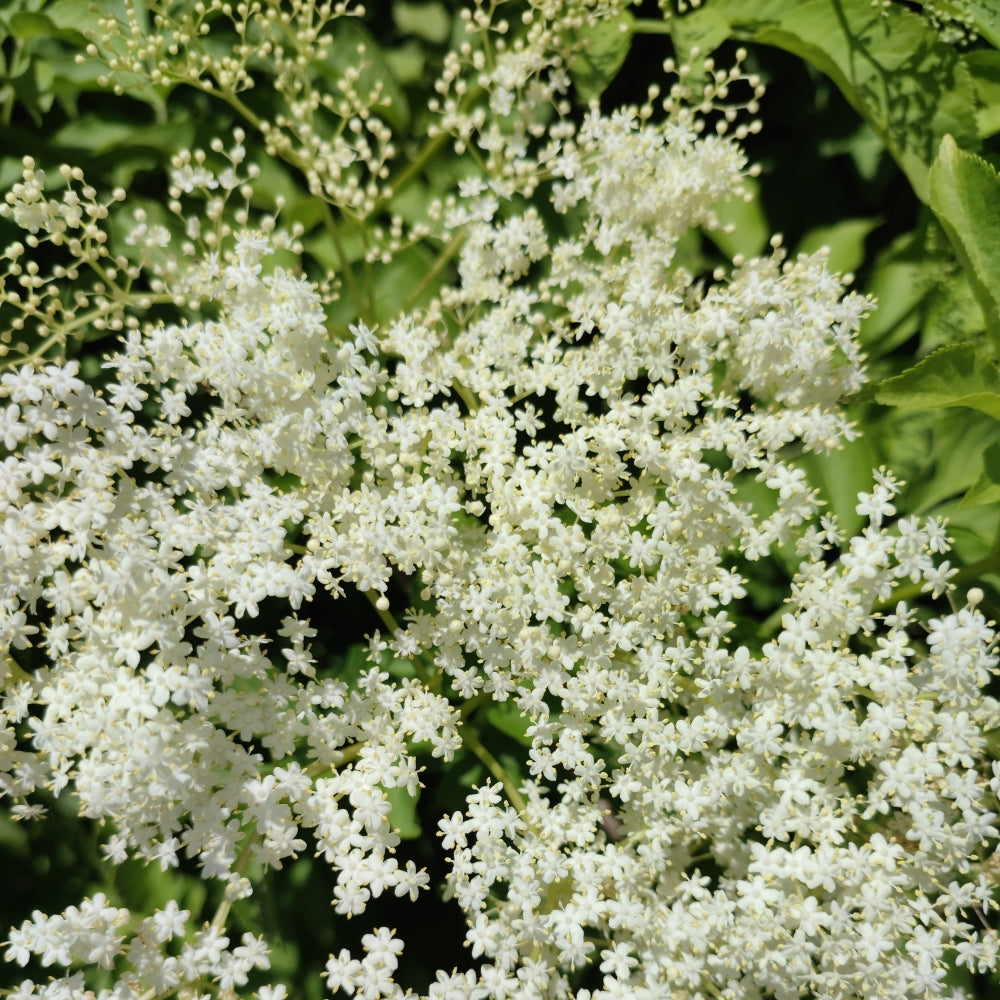 Tisane de Sureau noir bio - Fleurs entières