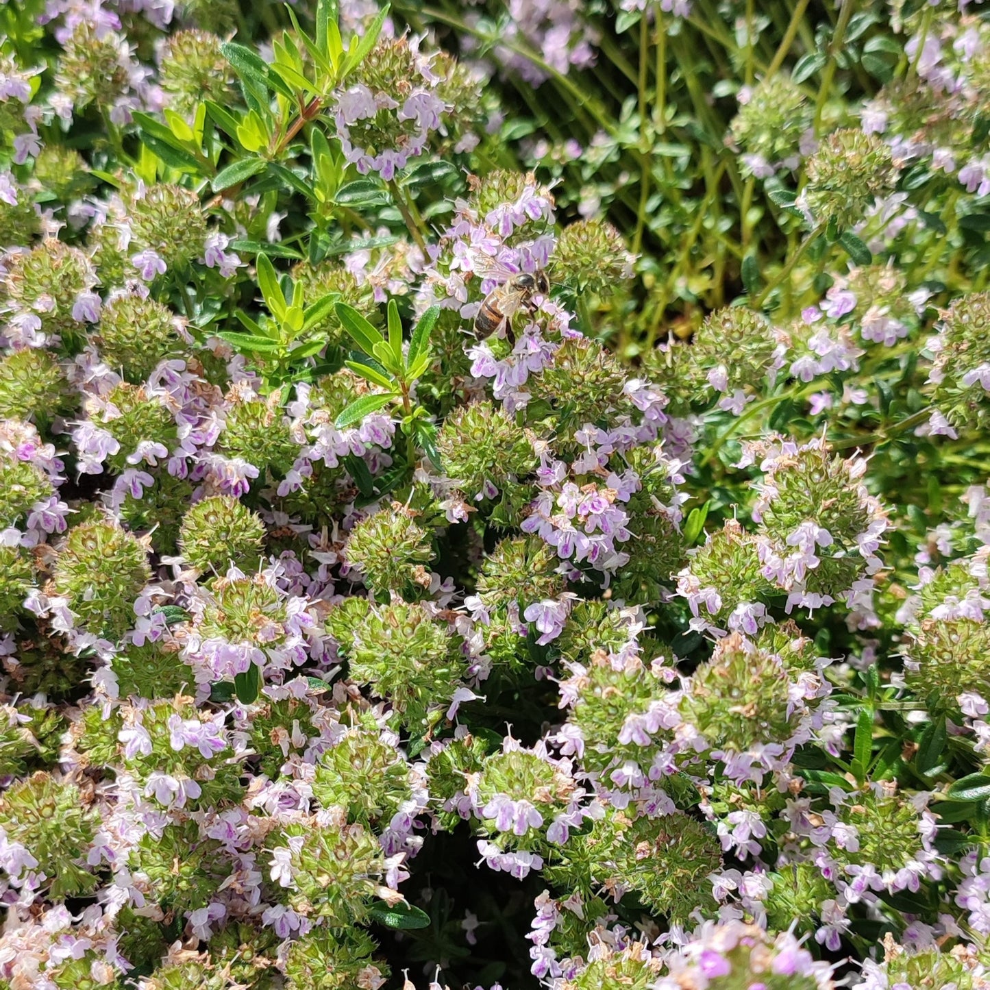 Tisane de Thym bio