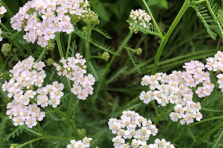 tisane achillée Bio