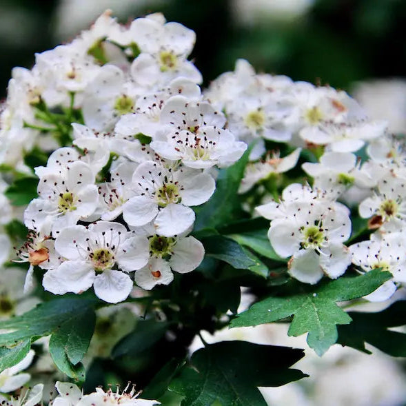 tisane aubépine bio