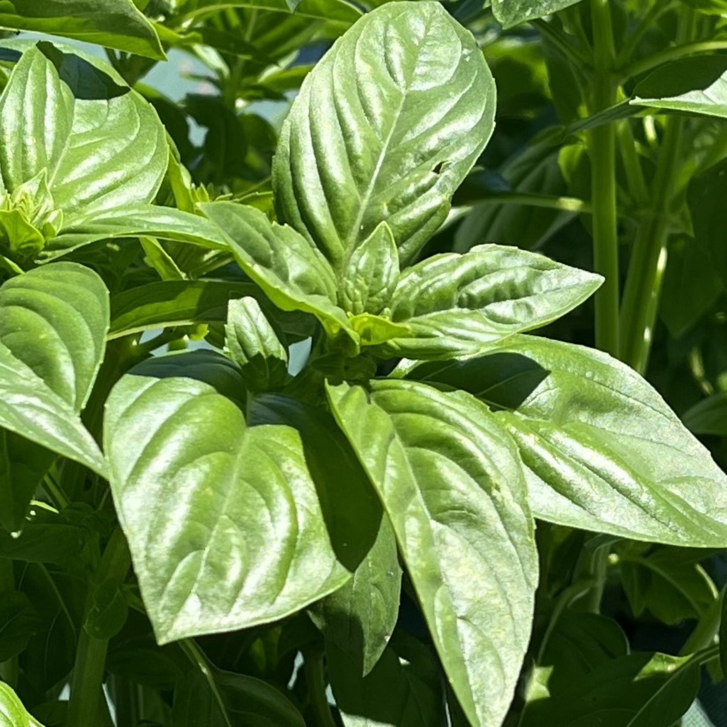 tisane basilic fraîche naturelle et apaisante