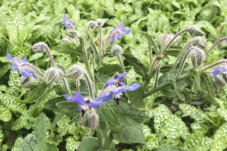 tisane bourrache Bio