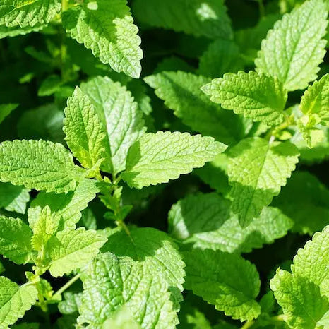 Champs de menthe poivrée bio cultivée localement