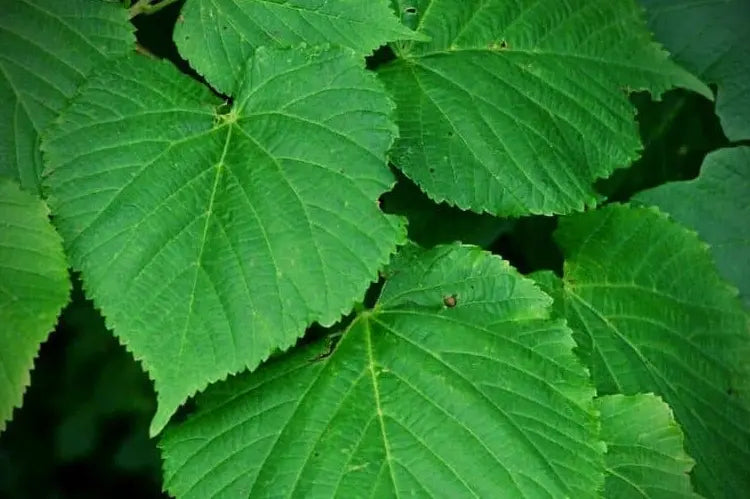 tisane noisetier Bio