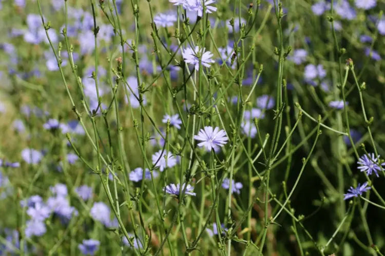 tisane chicorée Bio