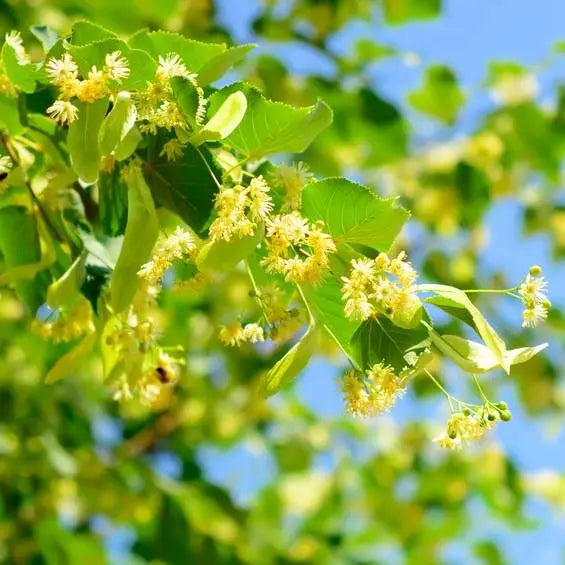 infusion tilleul bienfaits détente sommeil