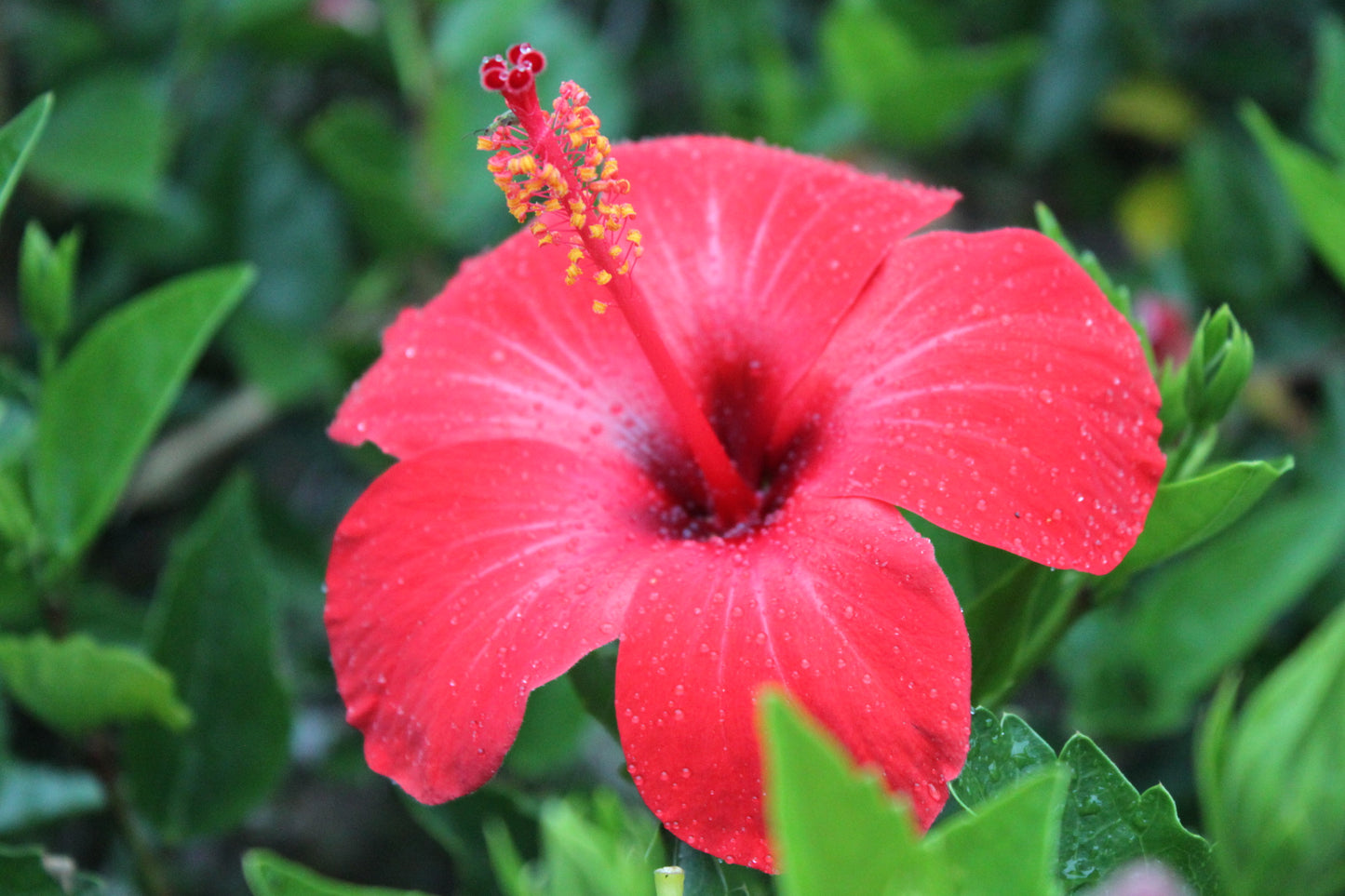 Tisane de Fleurs d'hibiscus bio
