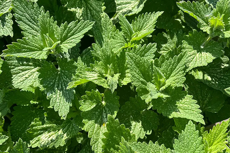 plante lamier blanc bienfaits naturels