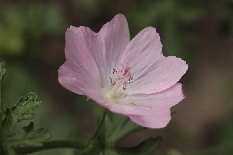 Tisane de Mauve Bio