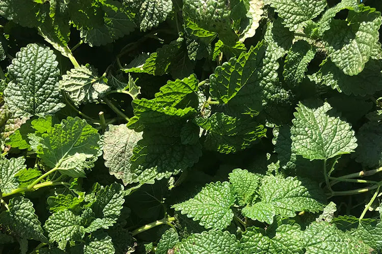 tisane mélisse grossesse et détente naturelle
