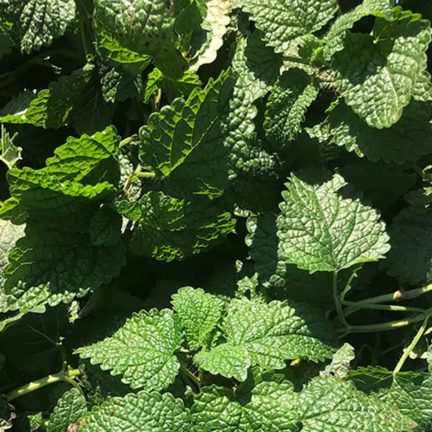 tisane mélisse grossesse et détente naturelle