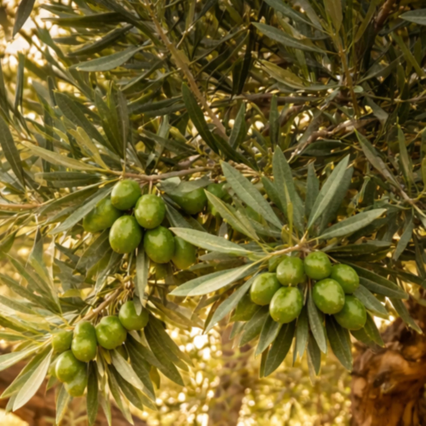 Tisane Olivier Bio – Infusion bio aromatique aux feuilles d’olivier - Sachet 40g