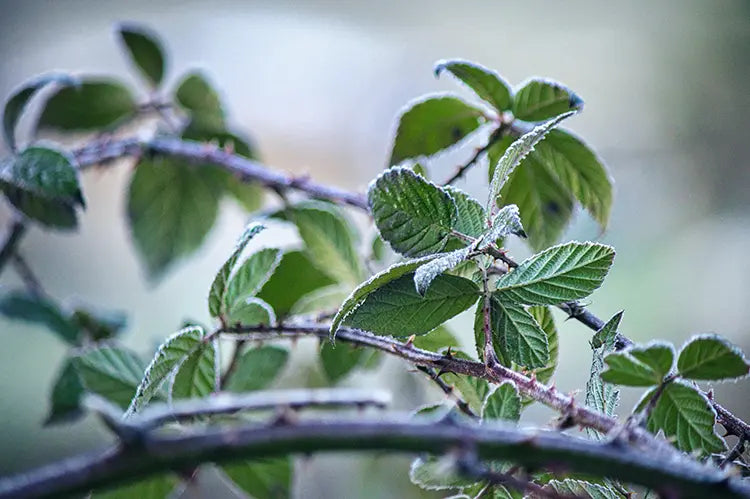 tisane ronce bio