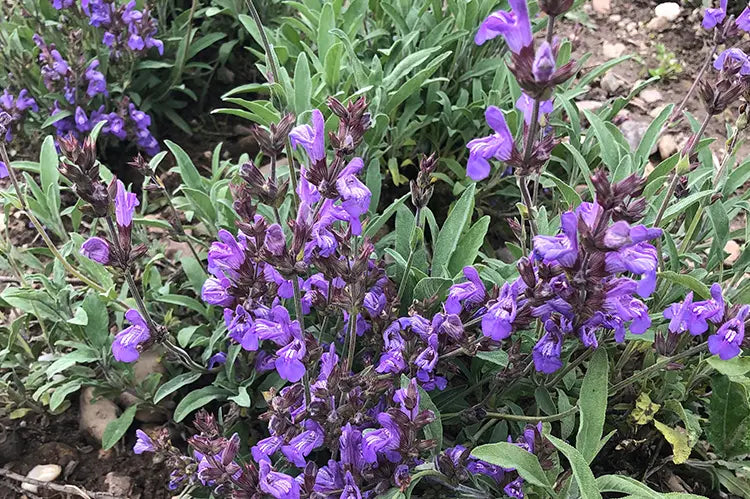 tisane sauge confort hormonal