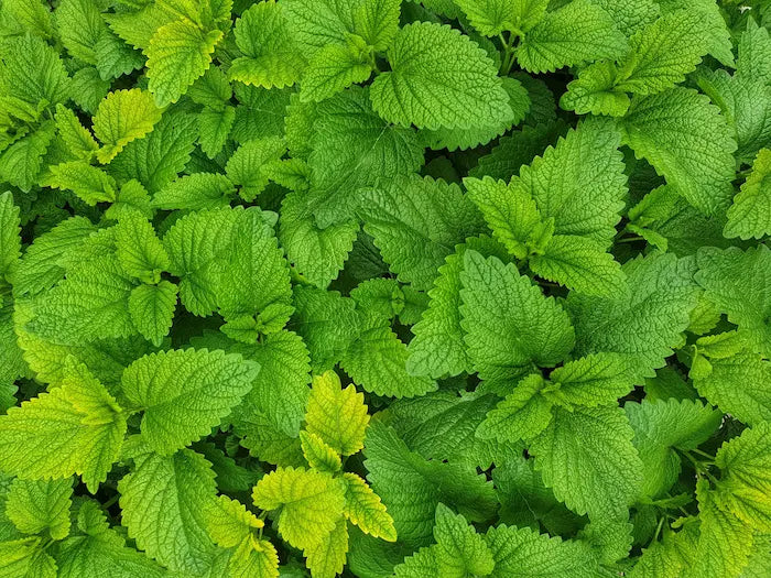 tisane-menthe-douce-cultivée-et-récoltee-a-la-ferme