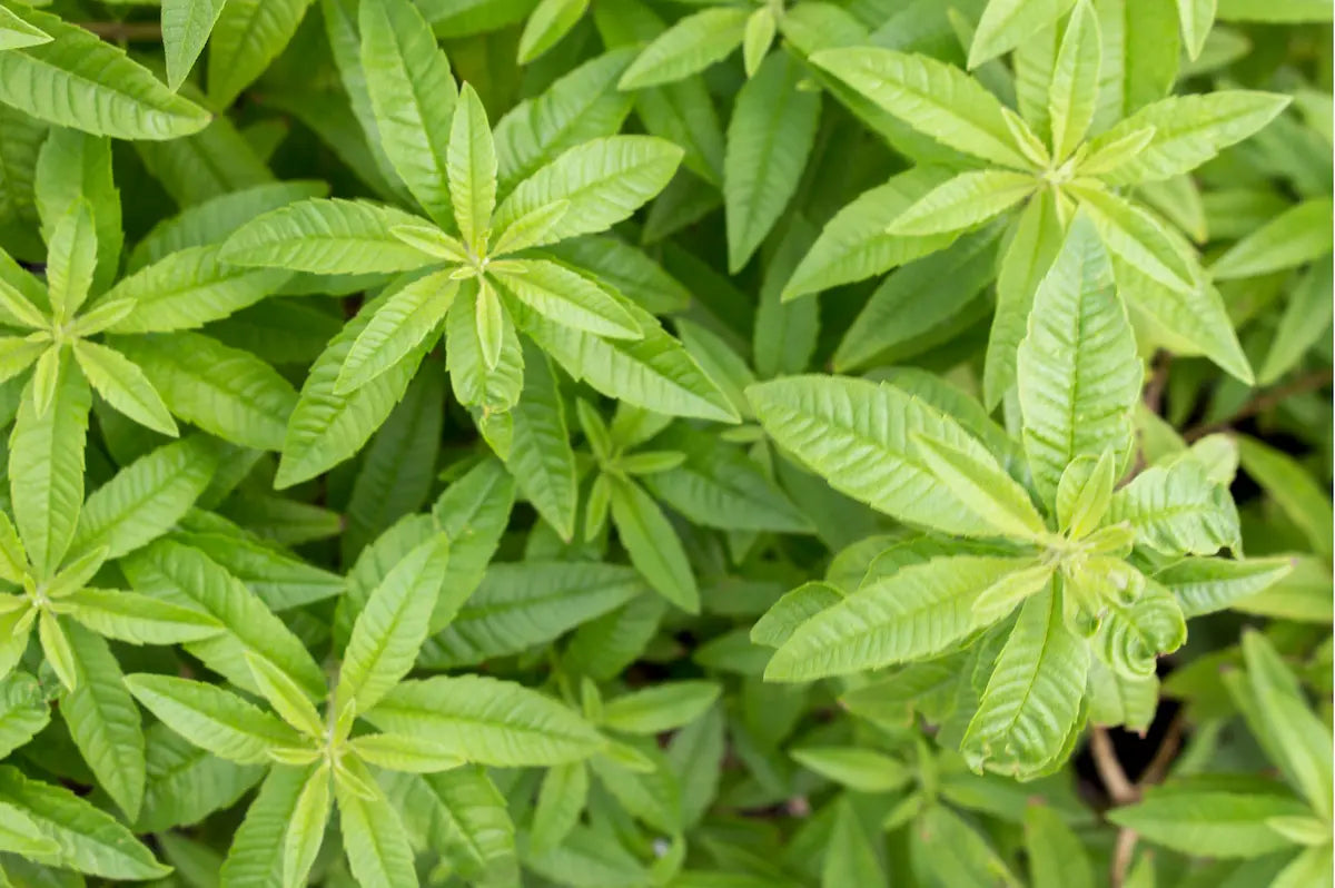 infusion verveine citronnelle relaxante