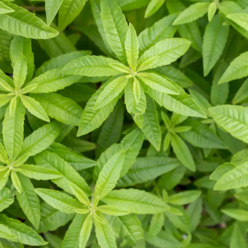 infusion verveine citronnelle relaxante