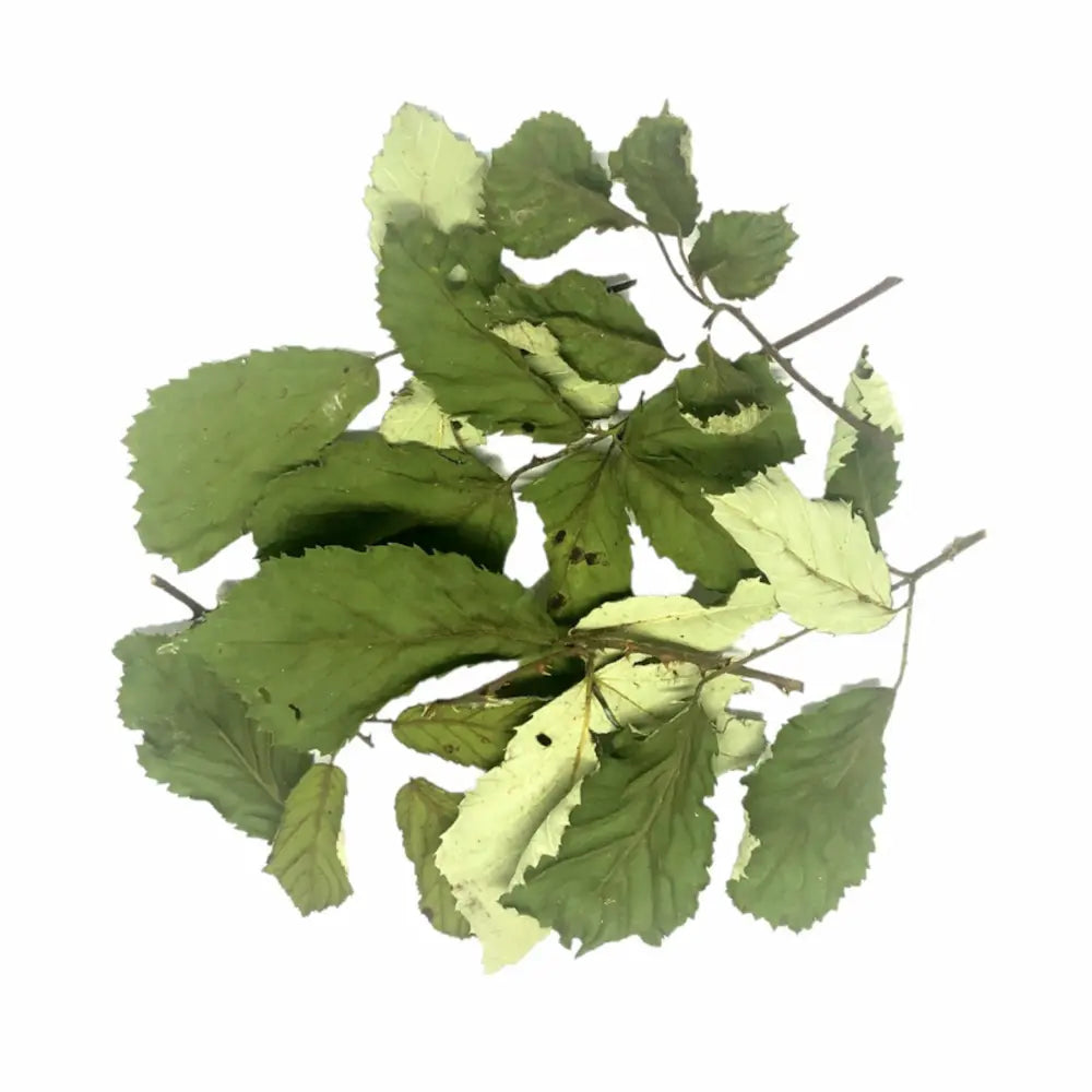 Tisane de Ronce Bio