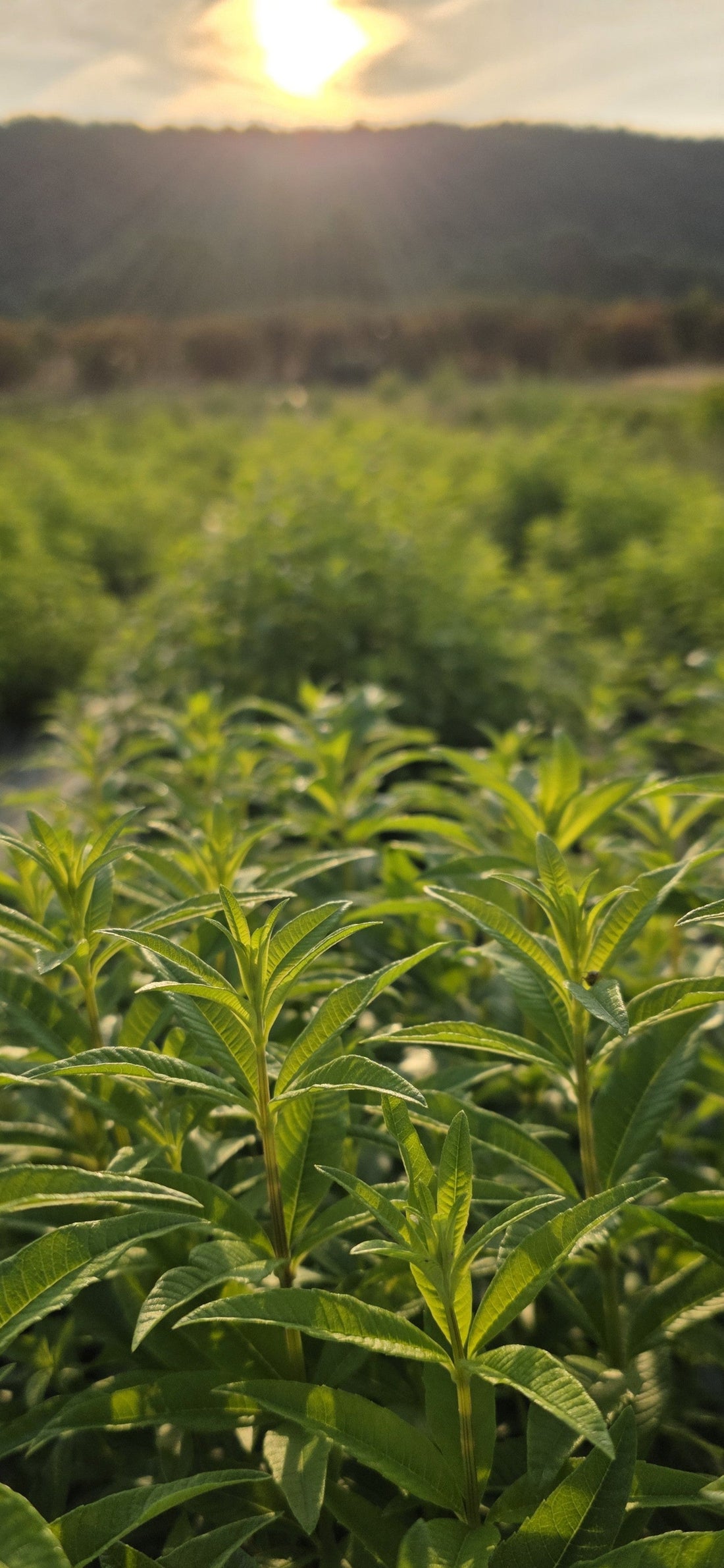 La verveine : du champ à votre cuisine