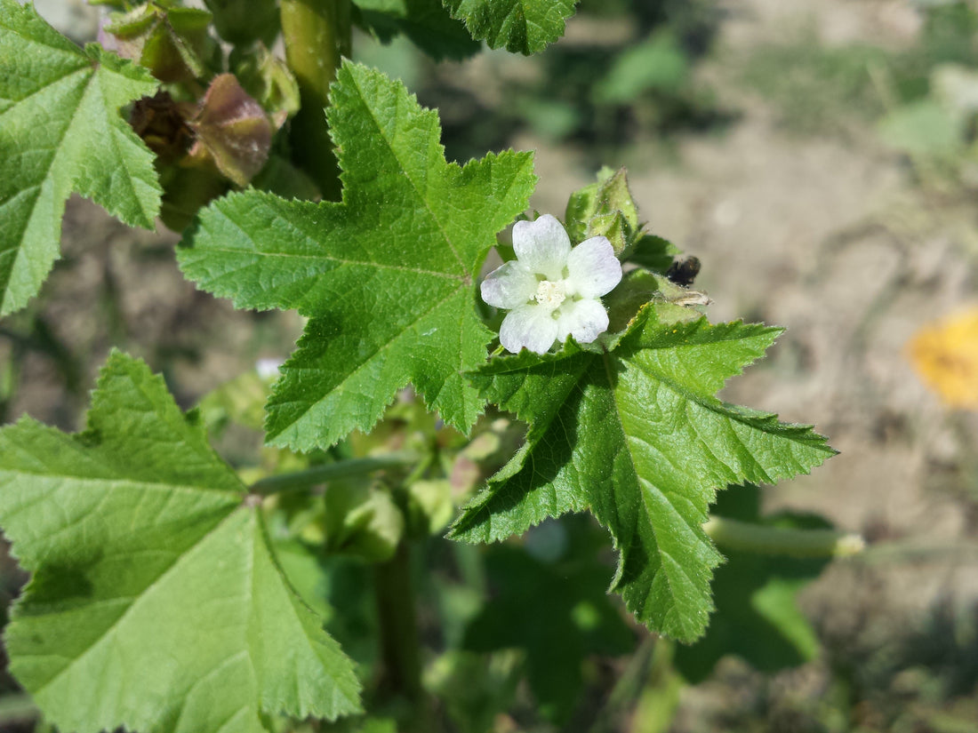 Mauve crépue : bienfaits traditionnels et usages en infusion