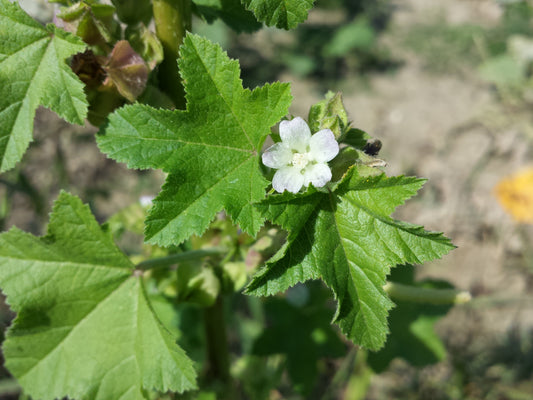 Mauve crépue : bienfaits traditionnels et usages en infusion