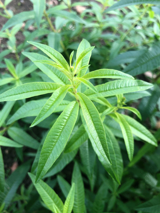 Les divers bienfaits de la Verveine Citronnelle