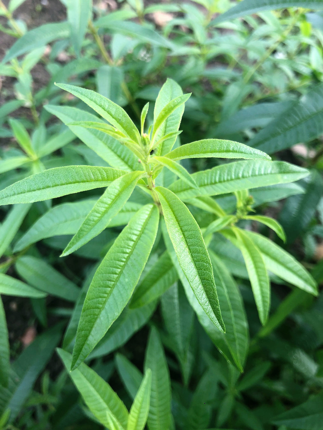 Verveine citronnelle : infusion aux saveurs citronnées et bienfaits naturels