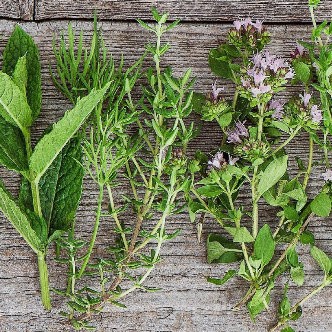 Qu’est-ce qu’une plante médicinale ? Définition, usages et précautions