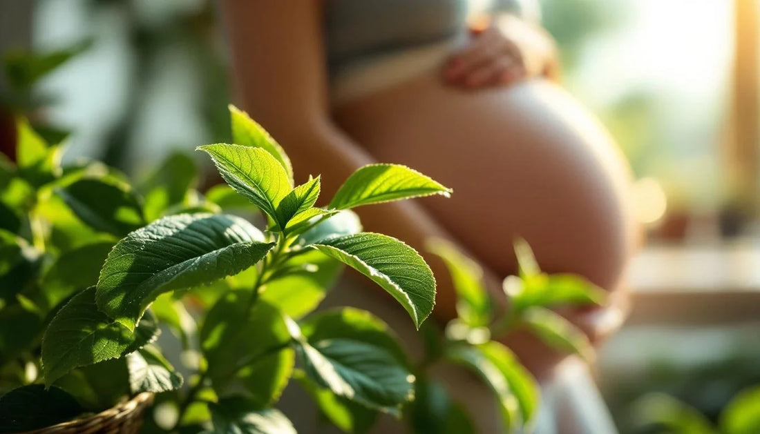 Verveine et grossesse : une alliée bien-être au naturel