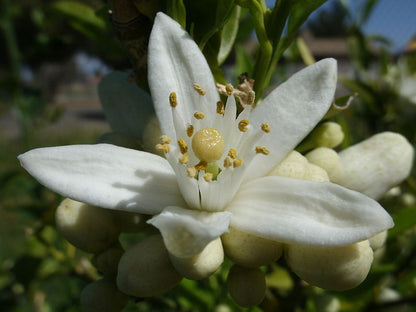 Tisane de Fleurs d'Oranger Bio - Fleurs entières en boutons