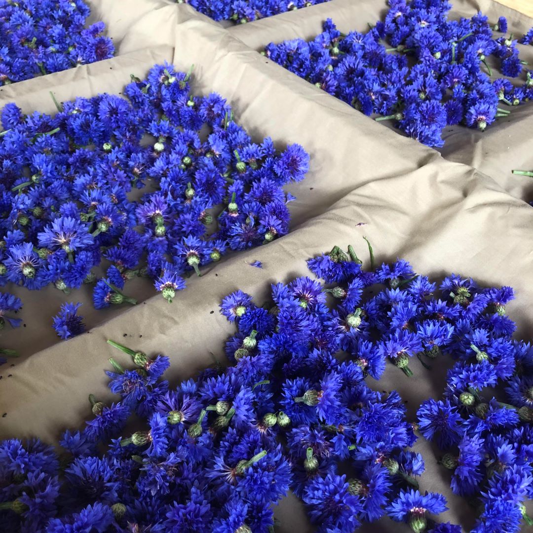 Tisane de bleuet bio – Fleurs de bleuet bleu entières