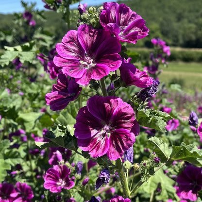 Tisane de Mauve Bio - Fleurs entières
