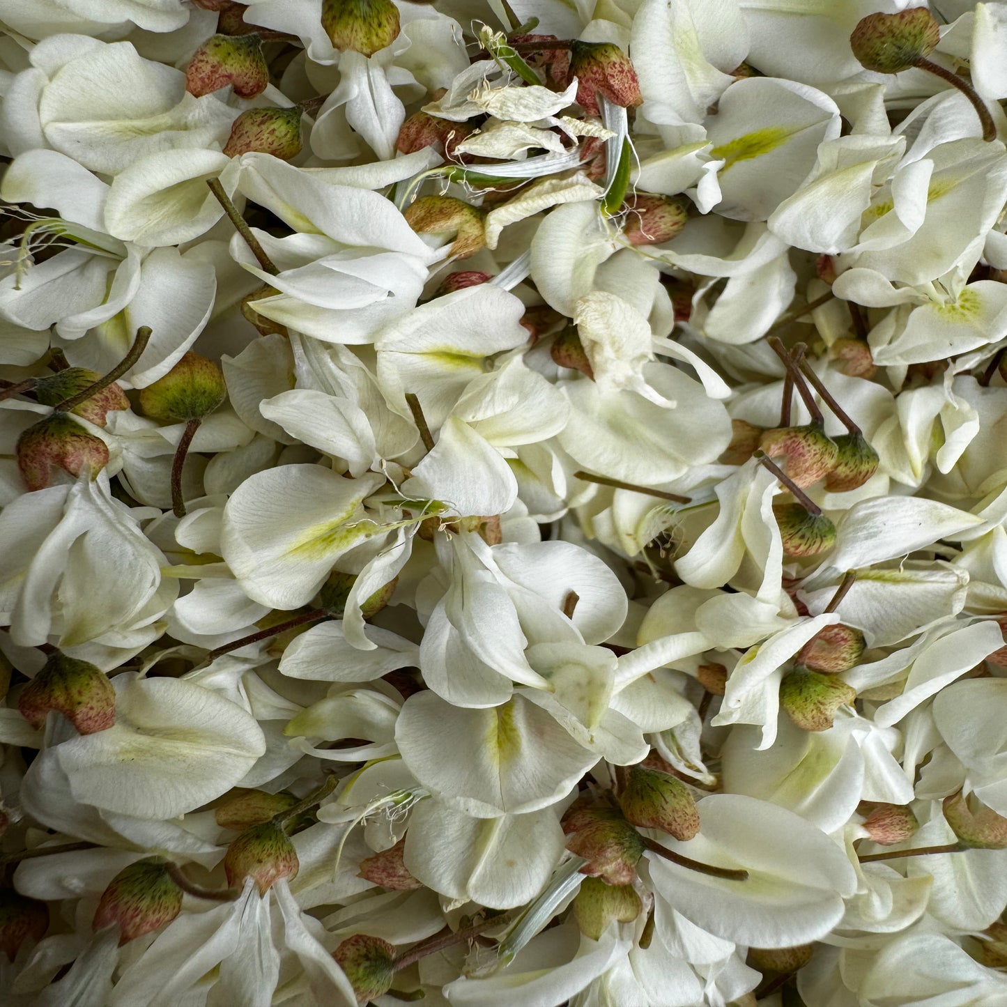 Tisane d’Acacia Bio – Fleurs séchées pour infusion délicate - Sachet 20g