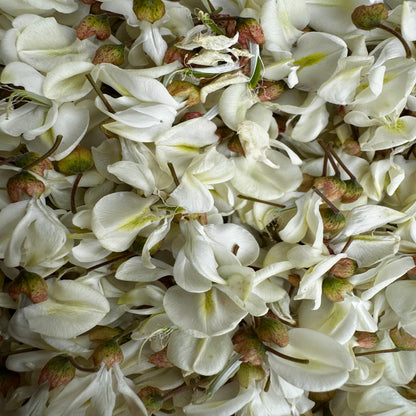 Tisane d’Acacia Bio – Fleurs séchées pour infusion délicate - Sachet 20g