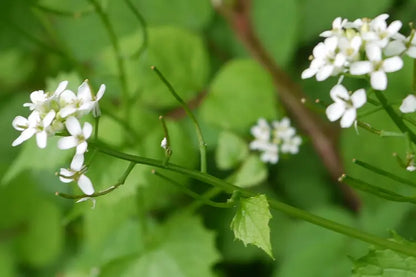 tisane alliaire Bio