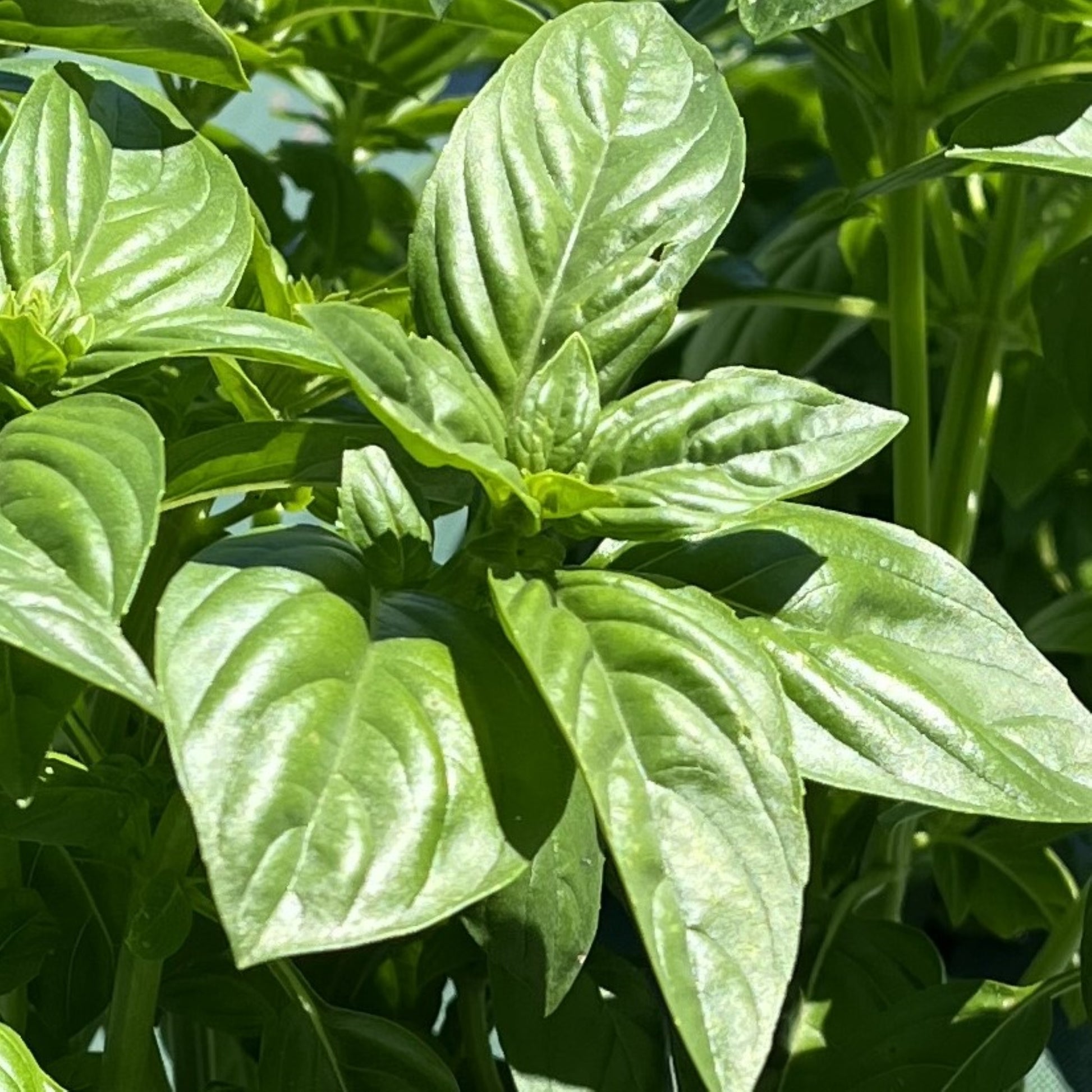 tisane basilic fraîche naturelle et apaisante