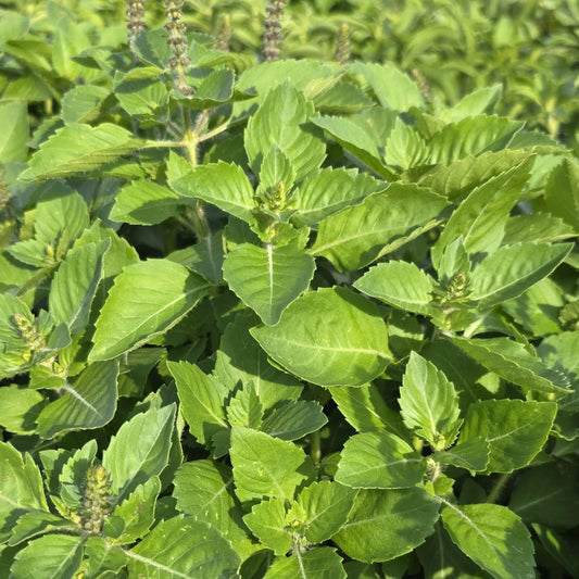 Basilic Sacré Bio – Une infusion aux notes exotiques d'anis et de réglisse - 40g