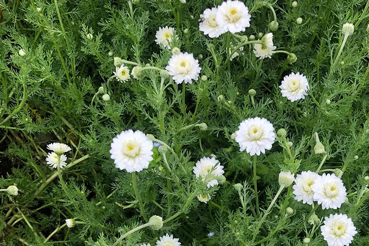 Camomille en fleur pour infusion