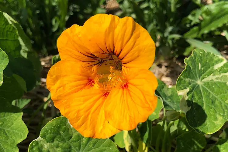 infusion capucine fleur poivrée