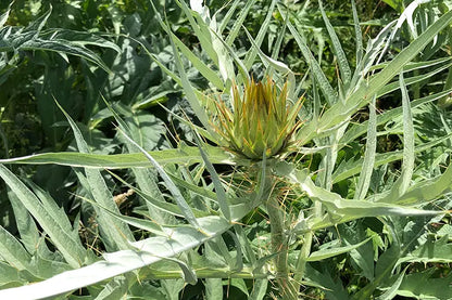 tisane cardon Bio