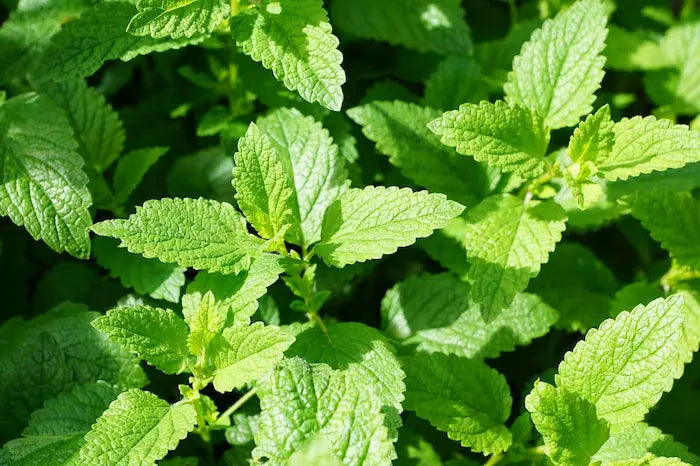 Champs de menthe poivrée bio cultivée localement