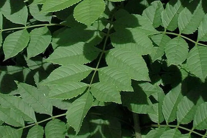 tisane frêne Bio