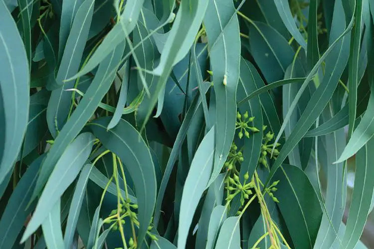 tisane eucalyptus Bio