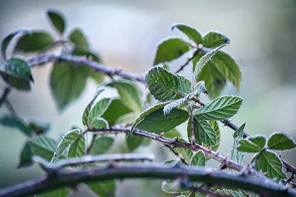 tisane ronce bio
