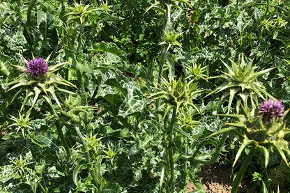tisane chardon marie Bio