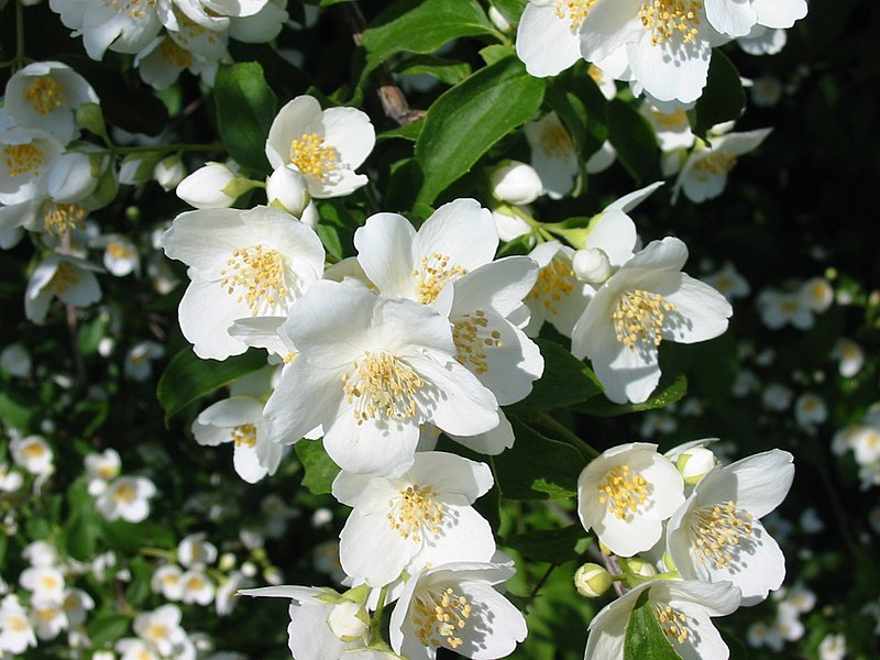 Texture des fleurs de jasmin bio séchées prêtes à infuser