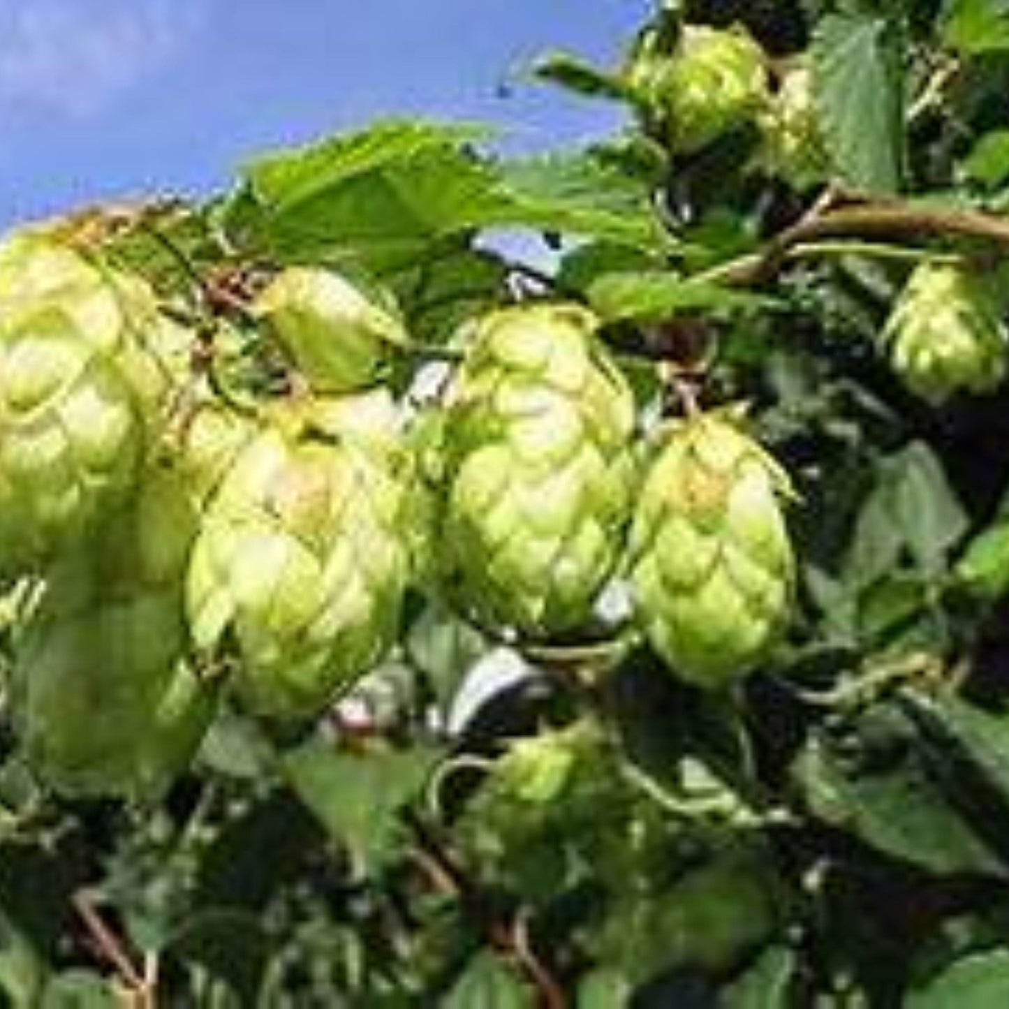 Tisane de Houblon Bio – Infusion de cônes de houblon séchés - Sachet 40g