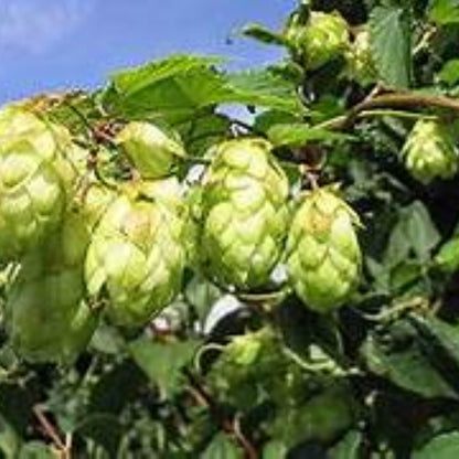 Tisane de Houblon Bio – Infusion de cônes de houblon séchés - Sachet 40g