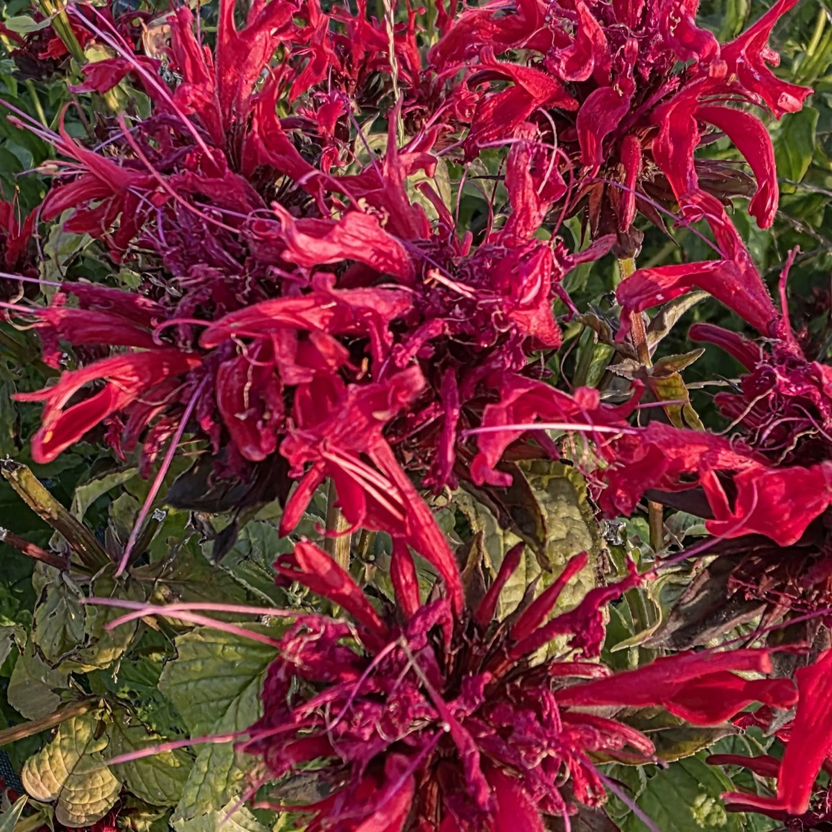 Fleur de Monarde Bio – Fleurs entières - 20g